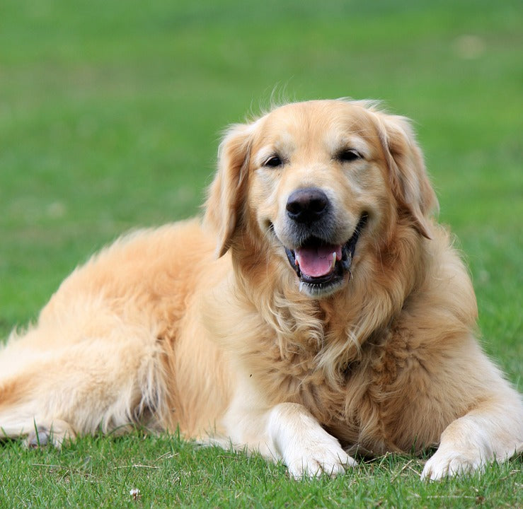 Pet supplies